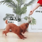 Plush Crocodile Dog Toy with Squeaker Textured Fabric
